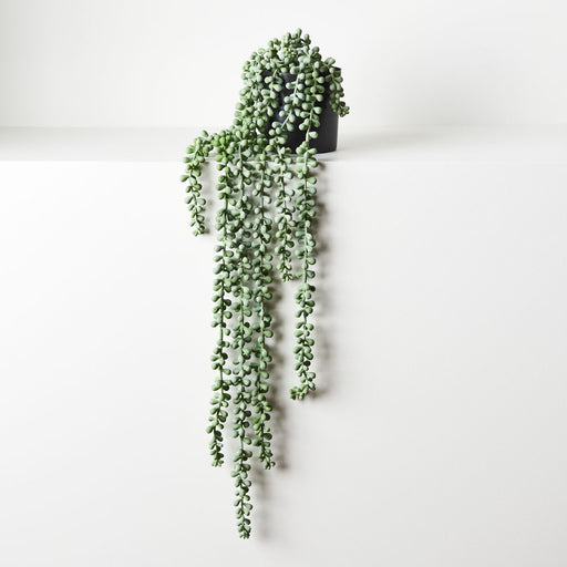 String of Pearls in Pot Grey Green 70cm Pack of 4