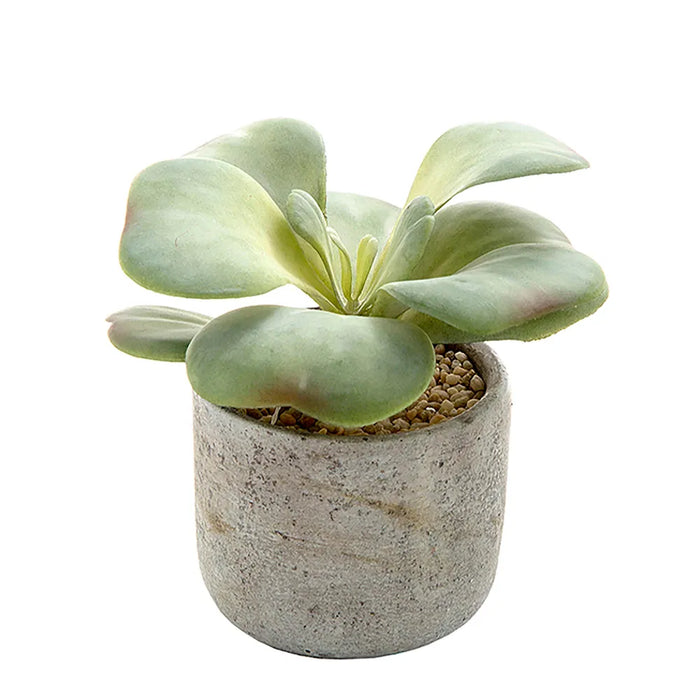Succulent In Cement 17cm Green Set of 8