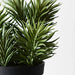 Succulent Senecio in Pot Grey Green 21cm Pack of 6