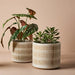 Succulent in Pot Green 20cm Pack of 6