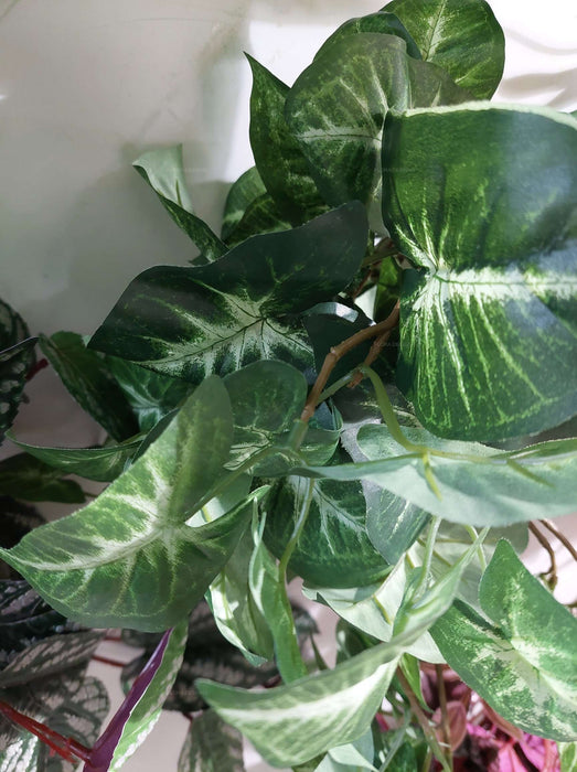Syngonium Hanging Bush 60cm Pack of 6