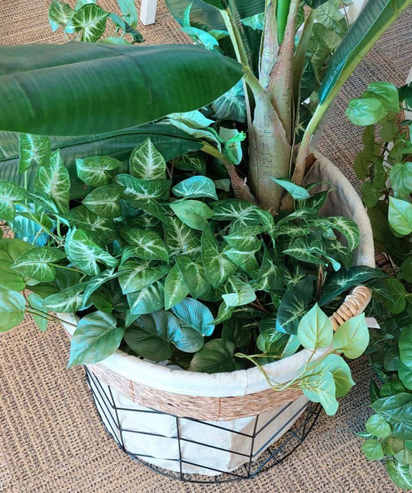 Syngonium Hanging Bush 60cm Pack of 6