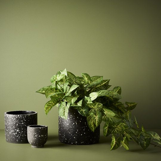 Syngonium Hanging Bush Green 60cm Pack of 12