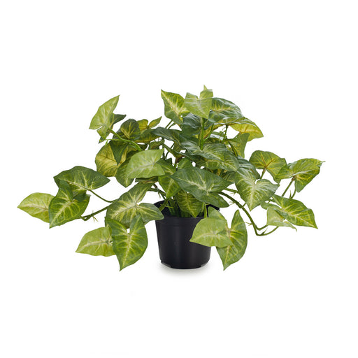 Syngonium Hanging Bush in Pot Green 30cm Pack of 4