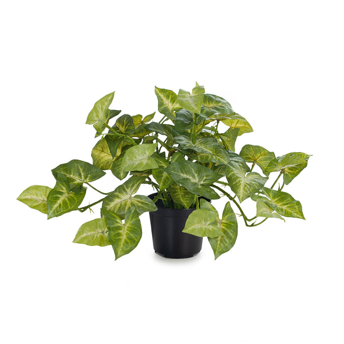 Syngonium Hanging Bush in Pot Green 30cm Pack of 4