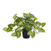 Syngonium Hanging Bush in Pot Green 30cm Pack of 4