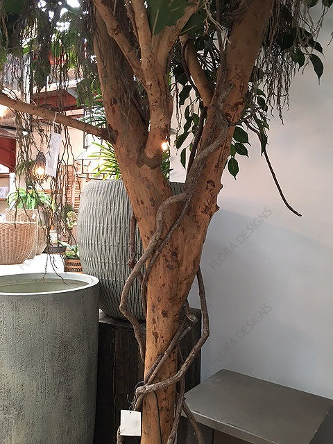 Ficus Exotica Giant Tree 300cm