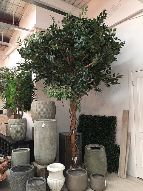 Ficus Exotica Giant Tree 300cm