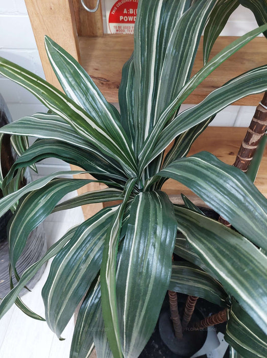 Variegated Dracaena 160cm