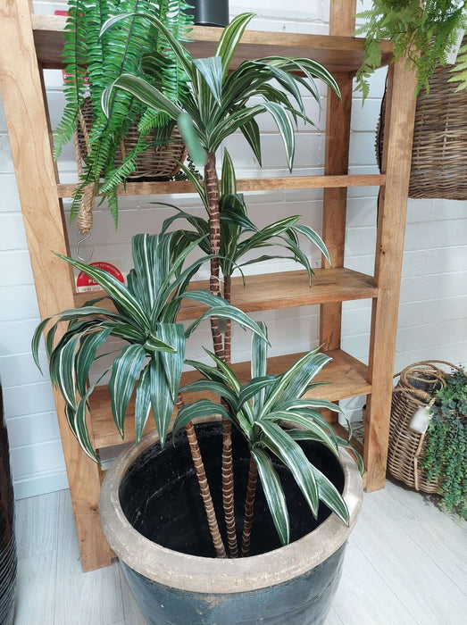 Variegated Dracaena 160cm
