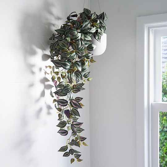 Wandering Jew Hanging Bush Dark Green 100cm Pack of 6