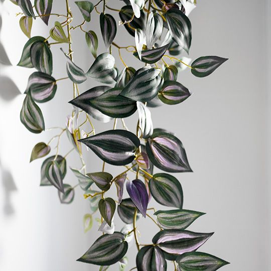 Wandering Jew Hanging Bush Dark Green 100cm Pack of 6