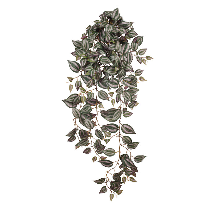 Wandering Jew Hanging Bush Dark Green 100cm Pack of 6