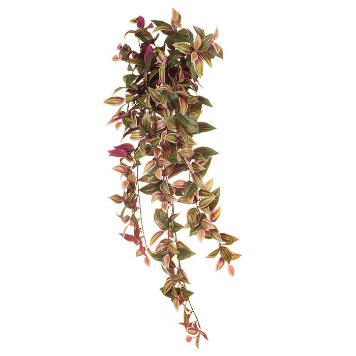 Wandering Jew Hanging Bush Green Burgundy 93cm Pack of 6