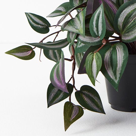 Wandering Jew Hanging Bush in Pot Dark Green 30cm Pack of 6