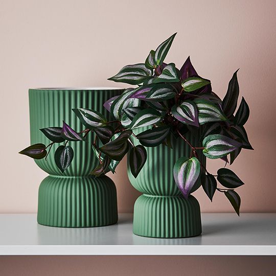 Wandering Jew Hanging Bush in Pot Dark Green 30cm Pack of 6