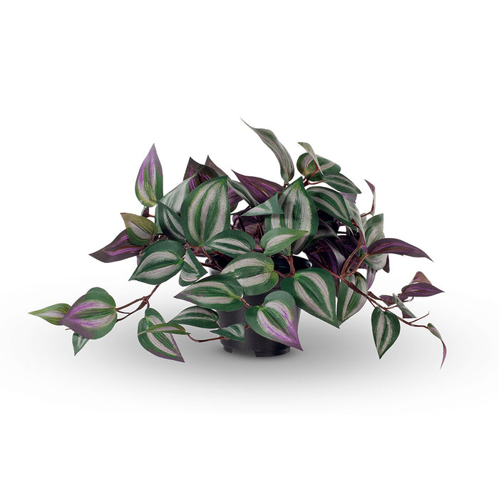 Wandering Jew Hanging Bush in Pot Dark Green 30cm Pack of 6