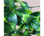 White Flowering Jasmine Stem UV Resistant 30cm