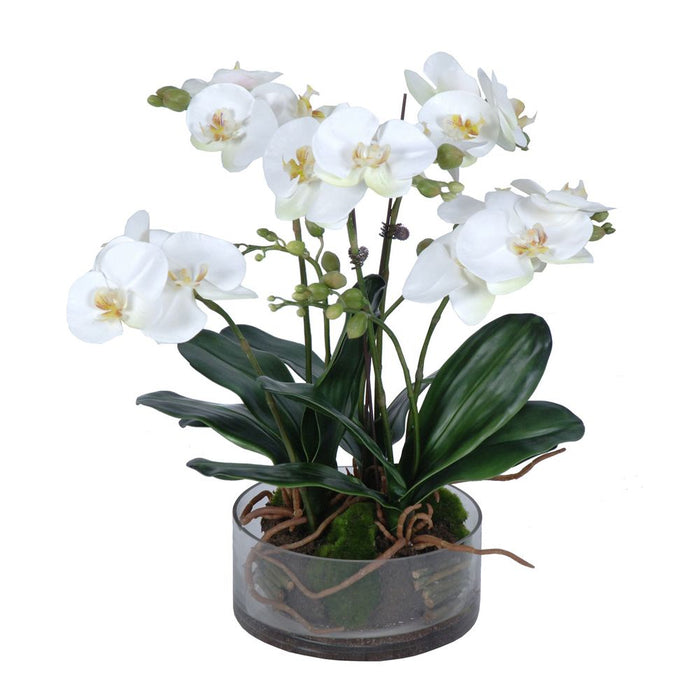 White Phalaenopsis Orchid In Glass Pot 44cm