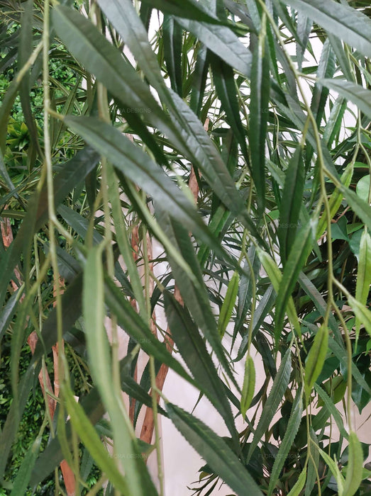 Willow Tree 180cm