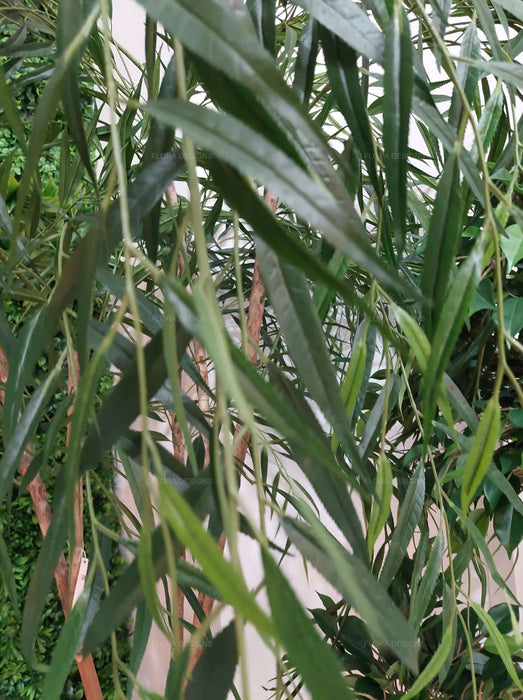 Willow Tree 180cm