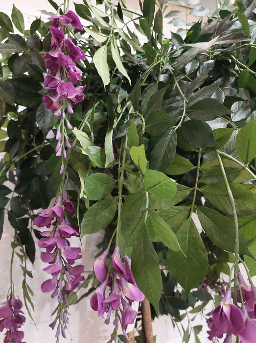Wisteria Tree Purple 190cm