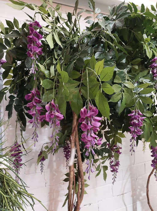 Wisteria Tree Purple 190cm
