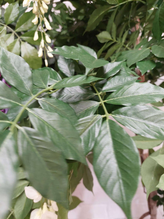 Wisteria Tree White 190cm
