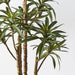 Yucca Plant 153cm