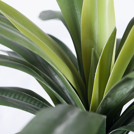 Yucca Plant Green 46cm Pack of 2