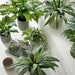 Yucca Plant Green 46cm Pack of 2