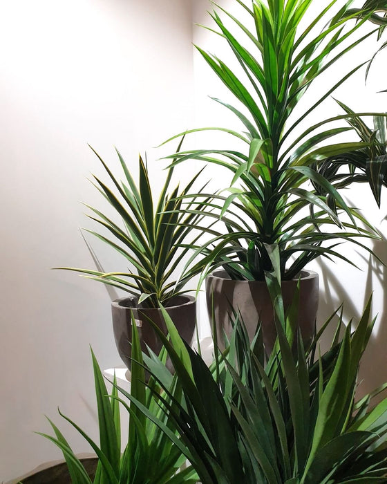 Yucca Plant in Black Pot 120cm