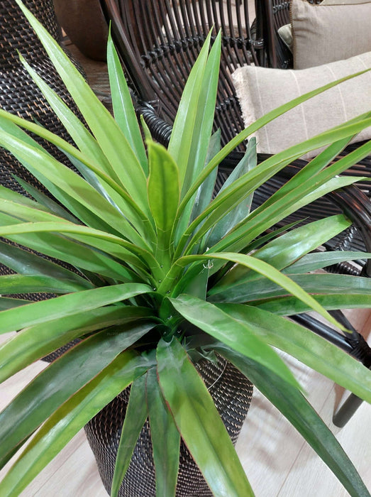 Yucca Plant in Pot 90cm Set of 2
