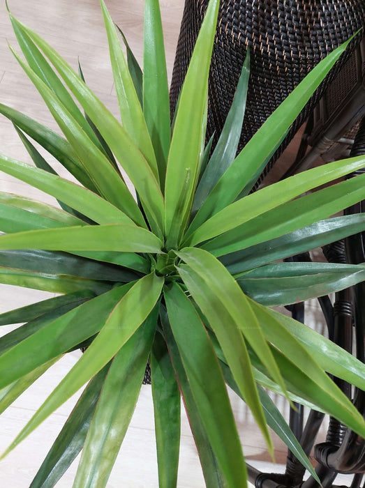 Yucca Plant in Pot 90cm Set of 2