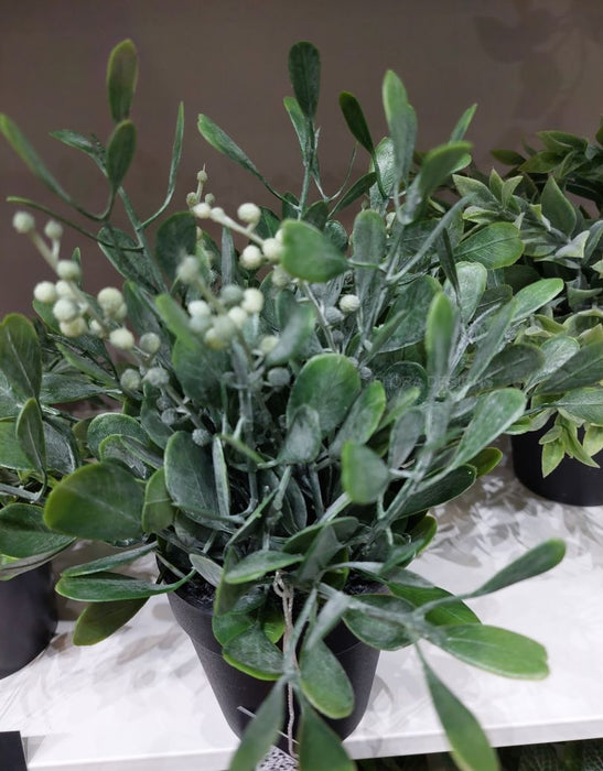 Boxwood Berry Bush in Pot A- Grey Green 24cm Pack of 6