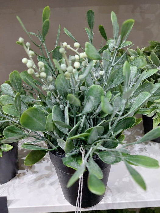 Boxwood Berry Bush in Pot A- Grey Green 24cm Pack of 6