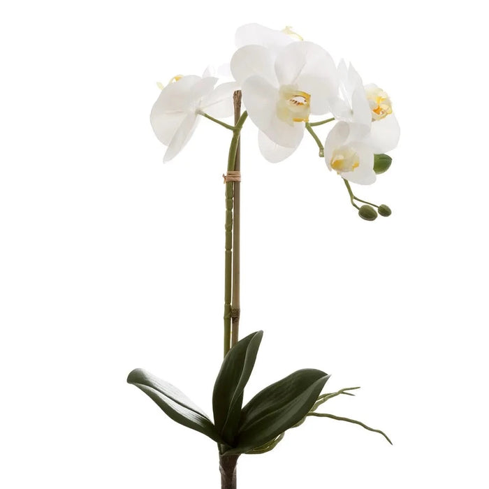 Orchid Phalaenopsis With Leaves Real Touch White 53cm Pack of 12