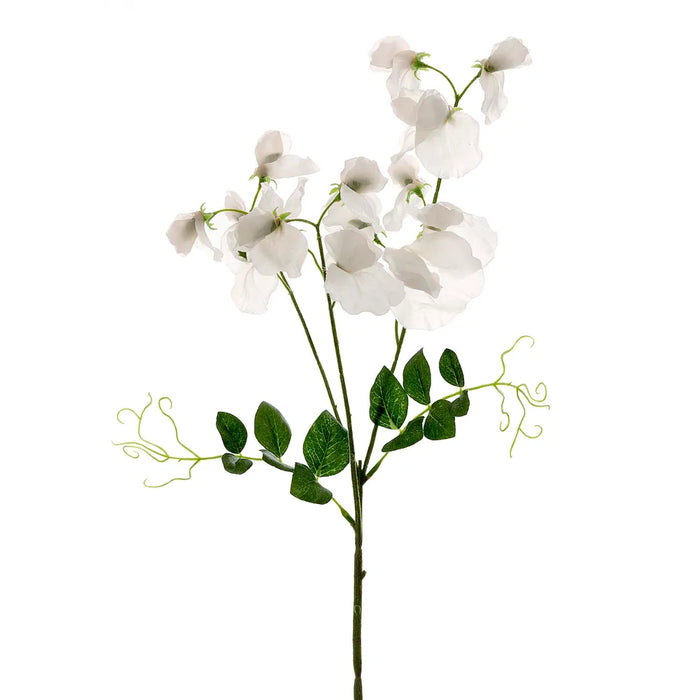 Sweetpea Spray White 70cm Pack of 12