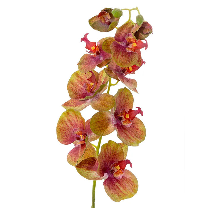 Orchid Phalaenopsis Spray Green 74cm Pack of 12