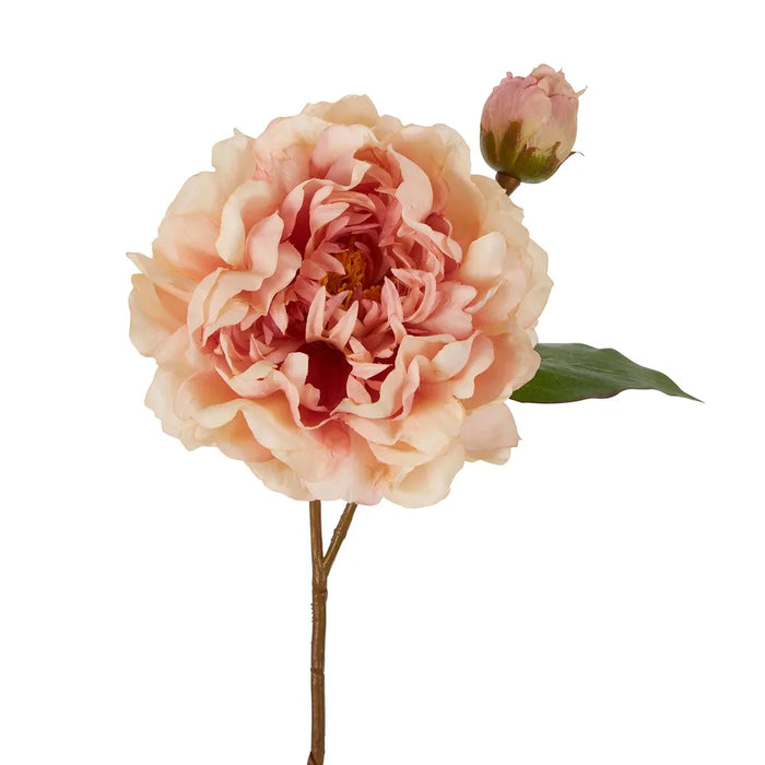 Peony Stem Apricot Pink 61cm Pack of 16