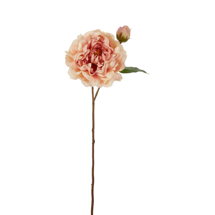 Peony Stem Apricot Pink 61cm Pack of 16