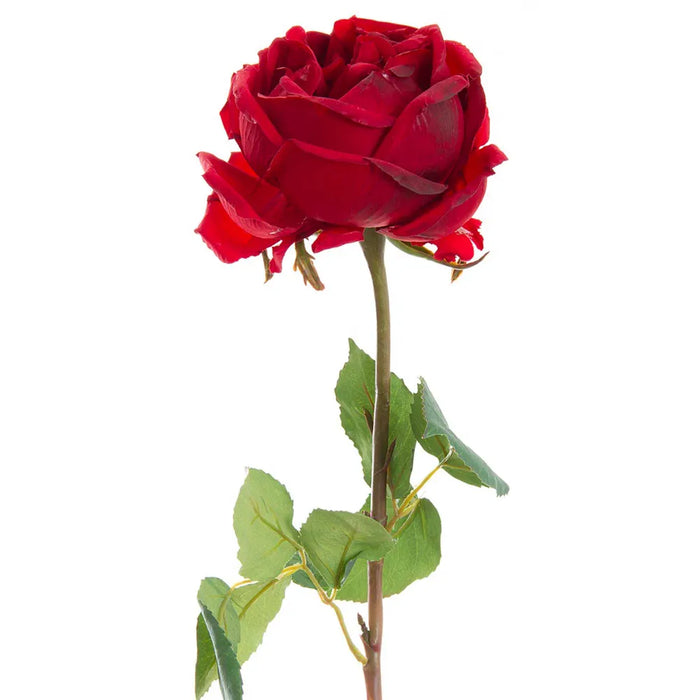 York Rose Short Stem Red 52cm Pack of 6