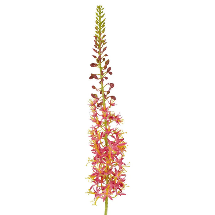 Eremurus Foxtail Stem Pink 107cm Pack of 12