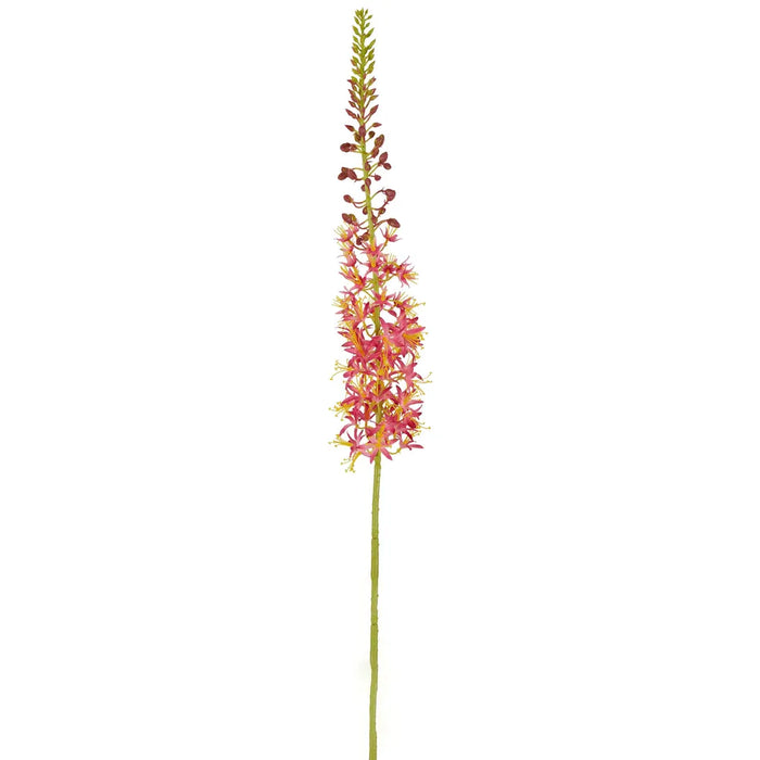 Eremurus Foxtail Stem Pink 107cm Pack of 12