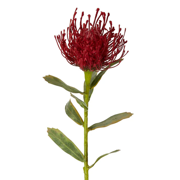 Pincushion Stem Red 63cm Pack of 12