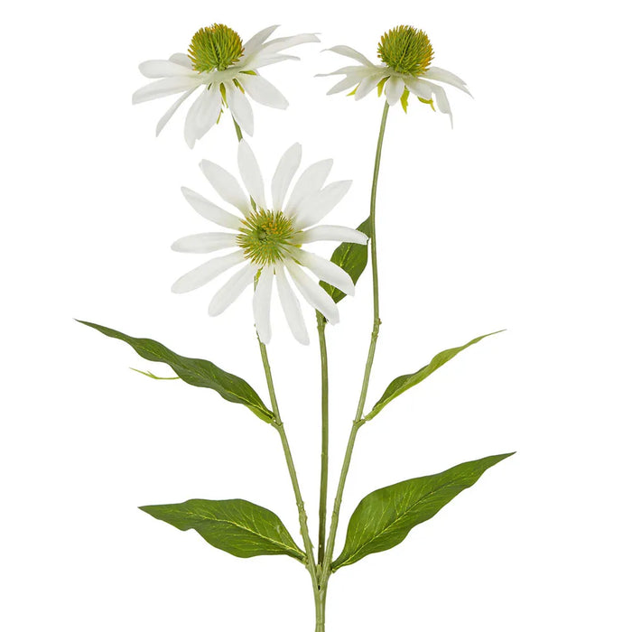 Black Eye Susan Stem White 65cm Pack of 12