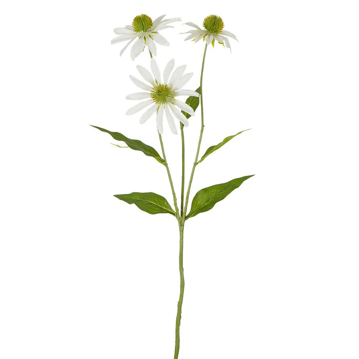 Black Eye Susan Stem White 65cm Pack of 12