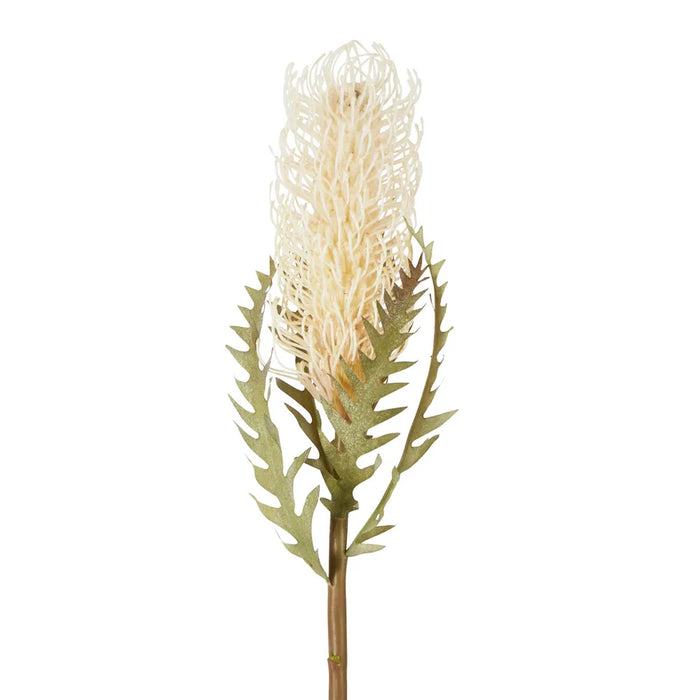 Dried Look Banksia Stem Cream 75cm Pack of 12