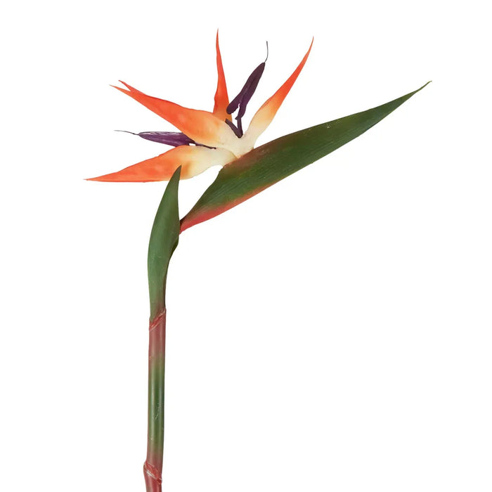 Bird of Paradise Stem Large Green 95cm Pack of 12