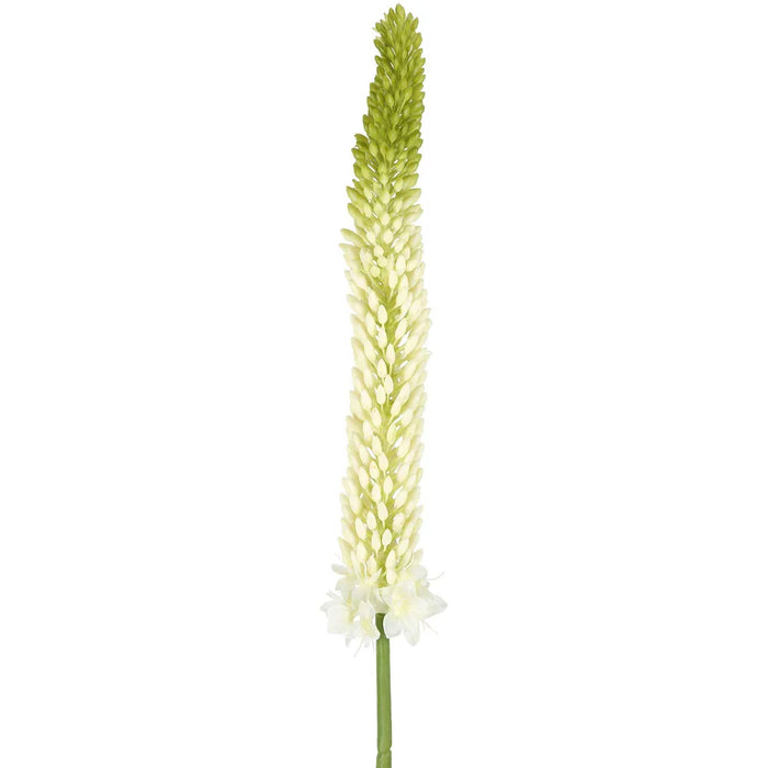 Fox Tail Stem Cream Green 84cm Pack of 12